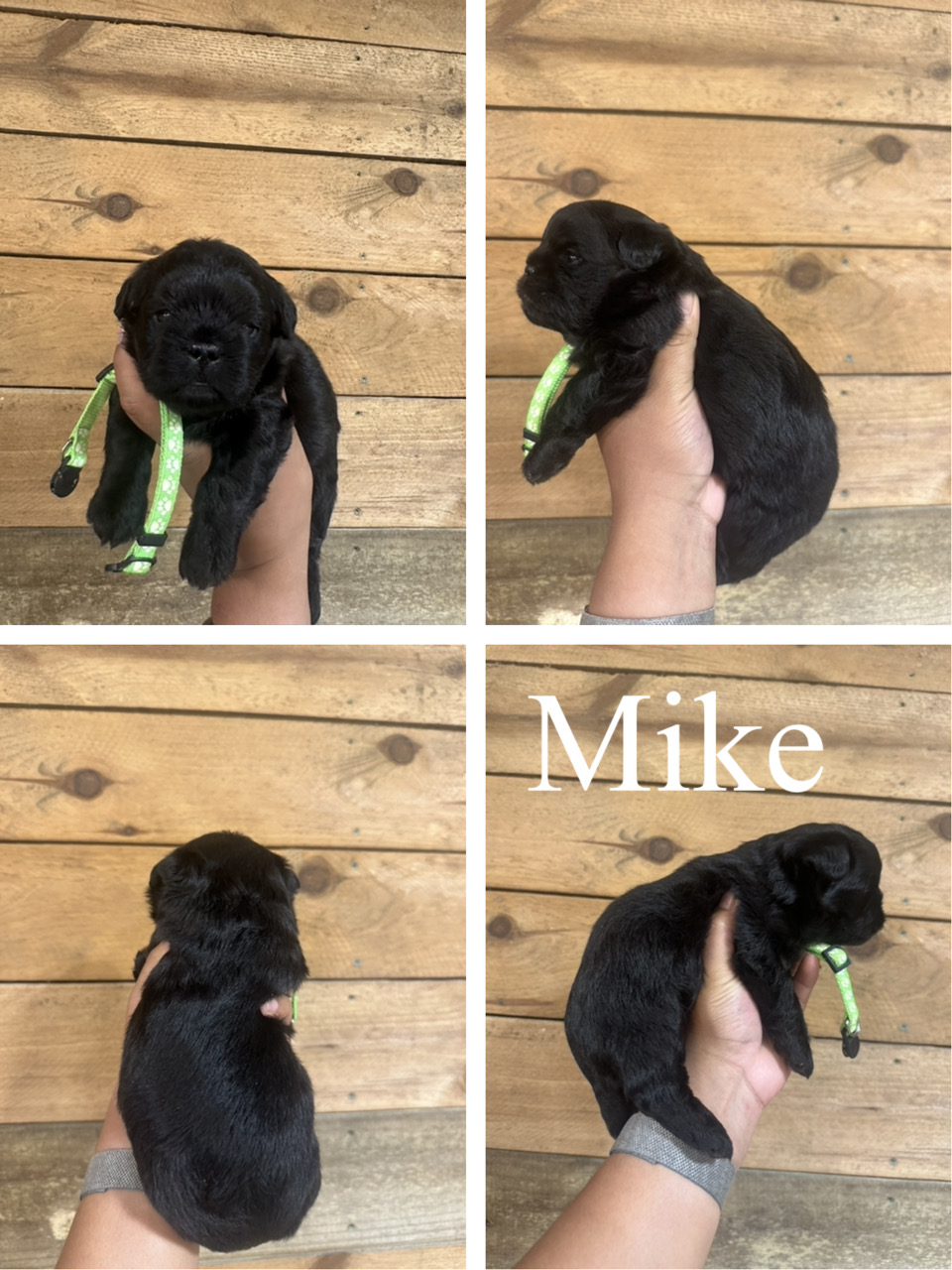 Mike 1